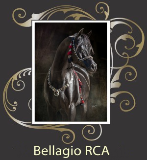 Stallions - Bellagio RCA.jpg